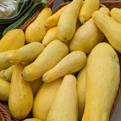 2 Live Yellow Squash Plants, Yellow Squash Zucchini Seedlings in Pot, 4-6 Inches Tall, Vegetable Plant for Growing Outside