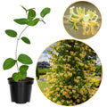 Yellow White Honeysuckle Vine Plant Live 2.5 Inc Pot Fragrant, Honeysuckle Live Plants Zones 4-9