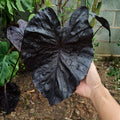 2 Black Alocasia Plants Live Houseplant for Indoor Outdoor Growing, 4 to 8 Inches Tall, Rare and Hardy