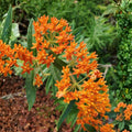 2 Milkweed Live Plants 4–7 Inches Tall, Milkweed Flowering Plants for Garden Beds, Borders or Landscape (Orange Milkweed)