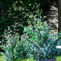 2 Baby Blue Eucalyptus Live Plants, Fragrant Leaf, Stater 5-9 Inches in Tall