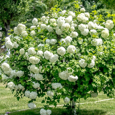 Snowball Viburnum Plant Live for Planting, Fragrant Viburnum Shrub Viburnum Bush in 4 Inc Pot, Viburnum Tree Ready to Grow