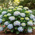 White Pink to Blue White Flower Hydrangea Live Plant 4" Pot, Hydrangea Shrub Flower Plants for Outdoor or Indoor Planting, Change Color Perennial Plant