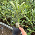 2 Mix Desert Rose Plant Live, Assorted Adenium Desert Rose Flowers, Perennial Flowers Succulent Plant, Vibrant Colorful Bloom, 4 to 7 Inch Tall, Well Rooted