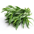 Set 2 French Tarragon Plants, 2-5" Tall Herb Starter Plants, Tarragon Herbs Plant for Garden