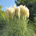 Pampas Grass Plant Live in 2.5" Pot, Ornamental Grass Live Plant for Planting Indoor Outdoor (White Pampas Grass)