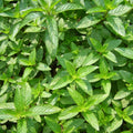 Set 4 Peppermint Plants, 4 to 7 Inch Tall Herb Starter Plant, Without Pot, Live Peppermint Plant for Patio and Garden, Culinary Herbs Fragrant Leaves