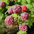 2 Glencoe Raspberry Plants Live, Sweet Raspberry Bush 4-6 Inches Tall, Edible Fruit Tree for Outdoor Growing