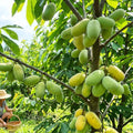 Pawpaw Live Plant, Home Garden Fruit Tree, 8-12 Inch Tall