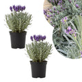 Lavender Plant Live, Fragrant Lavender Herb with Purple Blooms, Gardens, Containers, and Indoor Planting 2-3 Inches (Creek)