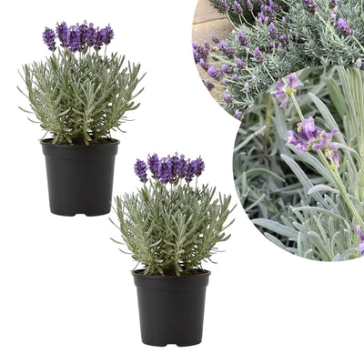 Lavender Plant Live, Fragrant Lavender Herb with Purple Blooms, Gardens, Containers, and Indoor Planting 2-3 Inches (Creek)
