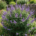 Vitex Chaste Tree for Outdoor Garden