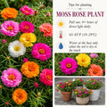 3 Moss Rose Plants Live in 4'' Pot, Random Color Portulaca Flowers for Patio Pots, Garden Borders and Containers, 4-7 Inch Tall