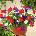 Pack 3 Random Verbena Plants Live Perennial Ground Cover, No Pot, 1-3" in Tall, Can Grow As Trailing Bushes, Spring Flowers