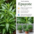 Epazote Live Plant for Planting, Well Rooted Epazote Plants, Perennial Herb for Outdoor Garden 4-8 Inches