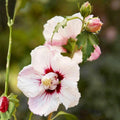 Rose of Sharon Plant, Hardy Althea Hibiscus Flowering Shrub in 4'' Pot, Outdoor Garden Starter Plant for Landscape or Hedge (White Pink)