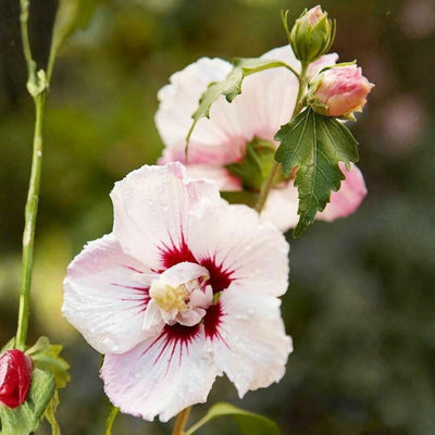 Rose of Sharon Plant, Hardy Althea Hibiscus Flowering Shrub in 4'' Pot, Outdoor Garden Starter Plant for Landscape or Hedge (White Pink)