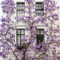Rare Blue Moon Wisteria Vine Tree Live Plant in 2.5" Pot, Wisteria Tree Live Plant, Ready to Plant