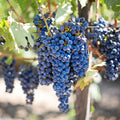 1 Blue Grape Vines for Planting Outdoors, Concord Grape Plant Live, Bareroot 1-2 Years Old, Sweet Grape Fruits