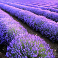 4 Lavender Plants Live Outdoor Indoor, Cold Hardy Fragrant Perennial Herb for Garden and Landscape, 4-8 Inch Tall (Phenomenal Lavender)