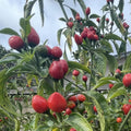 Chiltepin Pepper Plant Live, Chiltepin Pepper Plants, Chili Live Plant, 4-7 Inches Tall, 4 Inch Pot for Growing