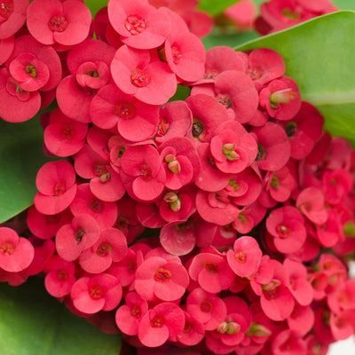 Crown of Thorns Plant, Red Euphorbia Milii Crown of Thorns Plant, Cactus Plant Live in 4 Inches Pot, Live Cactus Plant Indoor