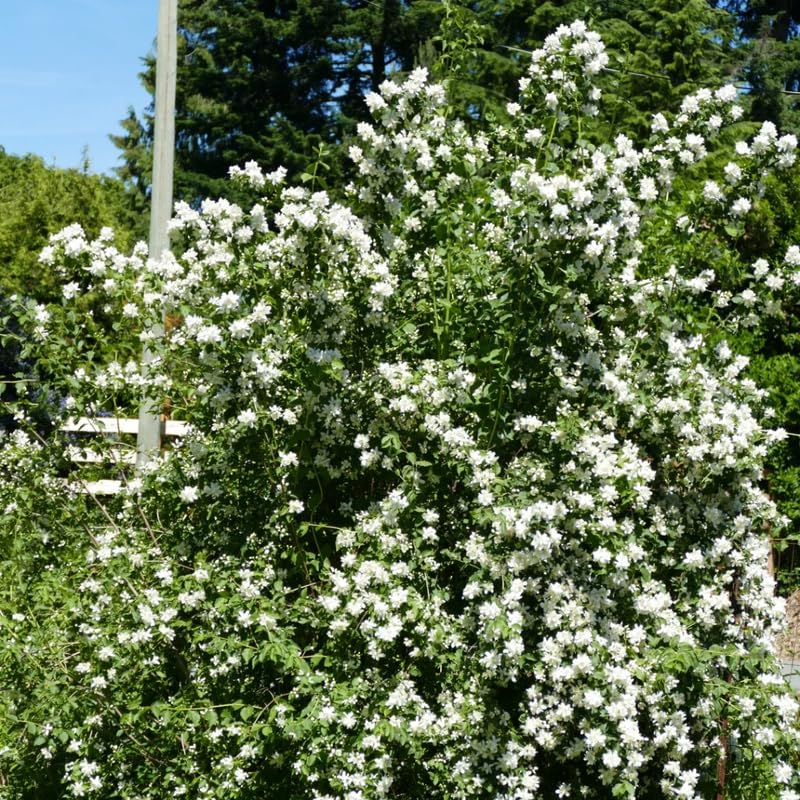 Mock Orange Bush, Philadelphus Shrub Live Plant, Sweet Fragrant Mock Orange Plants Tree Live in Pot, 5-8 Inc Tall