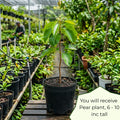 Pear Tree Live Plant, Pear Plant, 10-18 Inc Tall