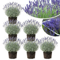 3 Lavender Plants Live Starter Plants Plugs 1-3" in Tall, Hardy Perennial Lavender for Garden and Landscape with Fragrant Purple Blooms, No Pot (Blue)
