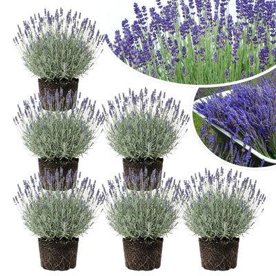 3 Lavender Plants Live Starter Plants Plugs 1-3" in Tall, Hardy Perennial Lavender for Garden and Landscape with Fragrant Purple Blooms, No Pot (Blue)