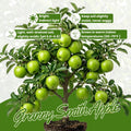 Granny Smith Apple Tree Live Plant 6-10" Tall