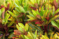 Croton Plant Live, 6 Inc to 8 Inc Tall Seedling, Croton Live Plant in Pot, House Plant for Garden