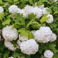 Viburnum Plant Live, Snowball Bushes Plant, 6 to 8 Inc Tall, Snowball Live Plant in 4 Inches Potted, Outdoor Planting