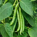 Bean Plant Live 4 Inch Pot, Starter Bean Plant for Garden, Compact Vegetable Plant for Raised Beds, Patio Containers or Outdoor Growing, 3-6 Inches (Bush Bean)