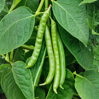 Bean Plant Live 4 Inch Pot, Starter Bean Plant for Garden, Compact Vegetable Plant for Raised Beds, Patio Containers or Outdoor Growing, 3-6 Inches (Bush Bean)