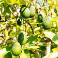 HASS Avocado Tree Live Plant, Avocado Seedling in 4-Inch Pot, 6-10” Tall Well-Rooted Avocado Plant for Indoor or Outdoor Growing
