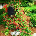 Fragrant Red Coral Honeysuckle Plants Live Vines, Perennial Lonicera Honeysuckle Plants, 5 to 9 Inches Tall