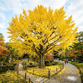 Ginkgo Tree Live Plant, Yellow Fall Leaf Tree, 3-6 Inch Tall