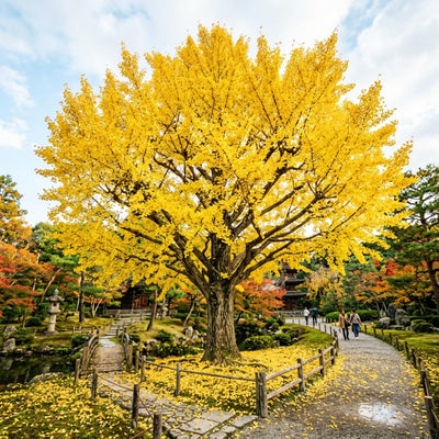 Ginkgo Tree Live Plant, Yellow Fall Leaf Tree, 3-6 Inch Tall