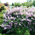 Miss Kim Lilac Bushes Live Plant Syringa for Planting Outdoors, Syringa Fragrant Flower Plant About 5 to 7 Inch Dormant