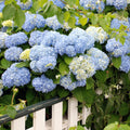 Blue-Pink to Purple Hydrangea Bush Plant Tree Live Shrub in Pot, Starter Plant 4 to 9 Inches, Hydrangea Tree, Dormant, Change Color Blooms