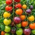 2PPP Rainbow Cherry Tomato Plants Live, Garden Vegetable Plant, 5-8'' Tall