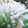 2 White Fountain Grass Plants Live for Planting, Ornamental Grass Perennial Garden, 5-9 Inch Tall