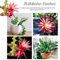 Fishbone Cactus Plant Live, Epiphyllum Cactus Live Succulent, in 2" Pot