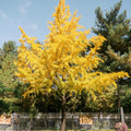 Ginkgo Live Plant, 3-6 Inch Tall