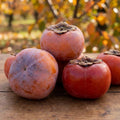 Persimmon Tree Live Plant, High-Yield Persimmon, 2 Ft Tall