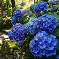 Blue Hydrangea Bush Live Plant, Hardy Flower Shrub, 1-1.5 Ft Tall