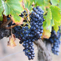 1 Blue Grape Vines for Planting Outdoors, Concord Grape Plant Live, Bareroot 1-2 Years Old, Sweet Grape Fruits