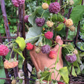 2 Glencoe Raspberry Plants Live, Sweet Raspberry Bush 4-6 Inches Tall, Edible Fruit Tree for Outdoor Growing