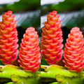 8 Red Awapuhi Shampoo Ginger Roots Rhizomes, 9 Months Old Roots, Fresh Zerumbet Zingiber Red Ginger Rhizomes Oudoor Planting, Pinecone Lily Ginger Flowers Cold Hardy